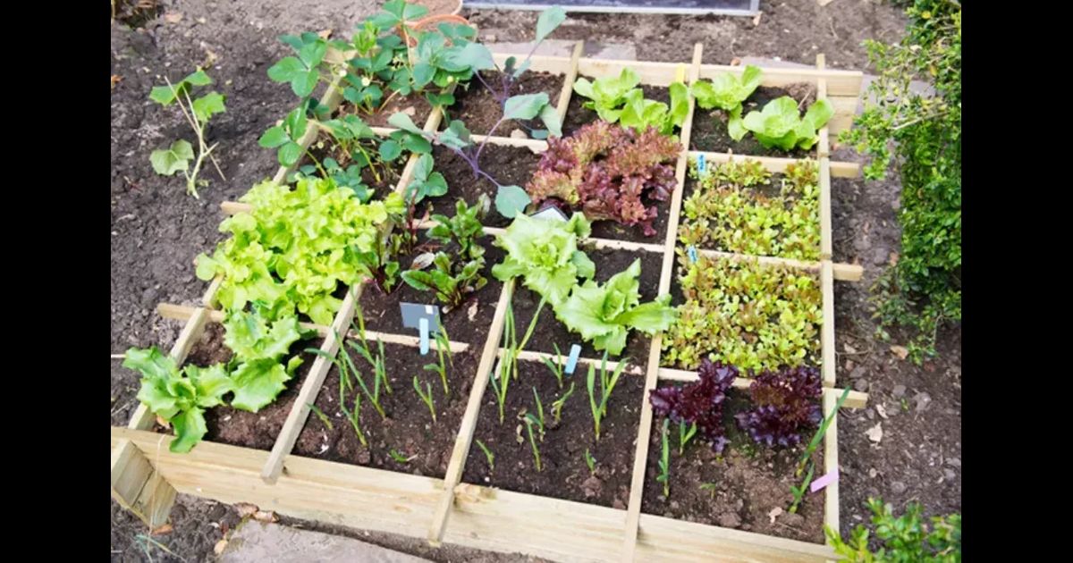 Top 5 Vegetables to Grow in Montana